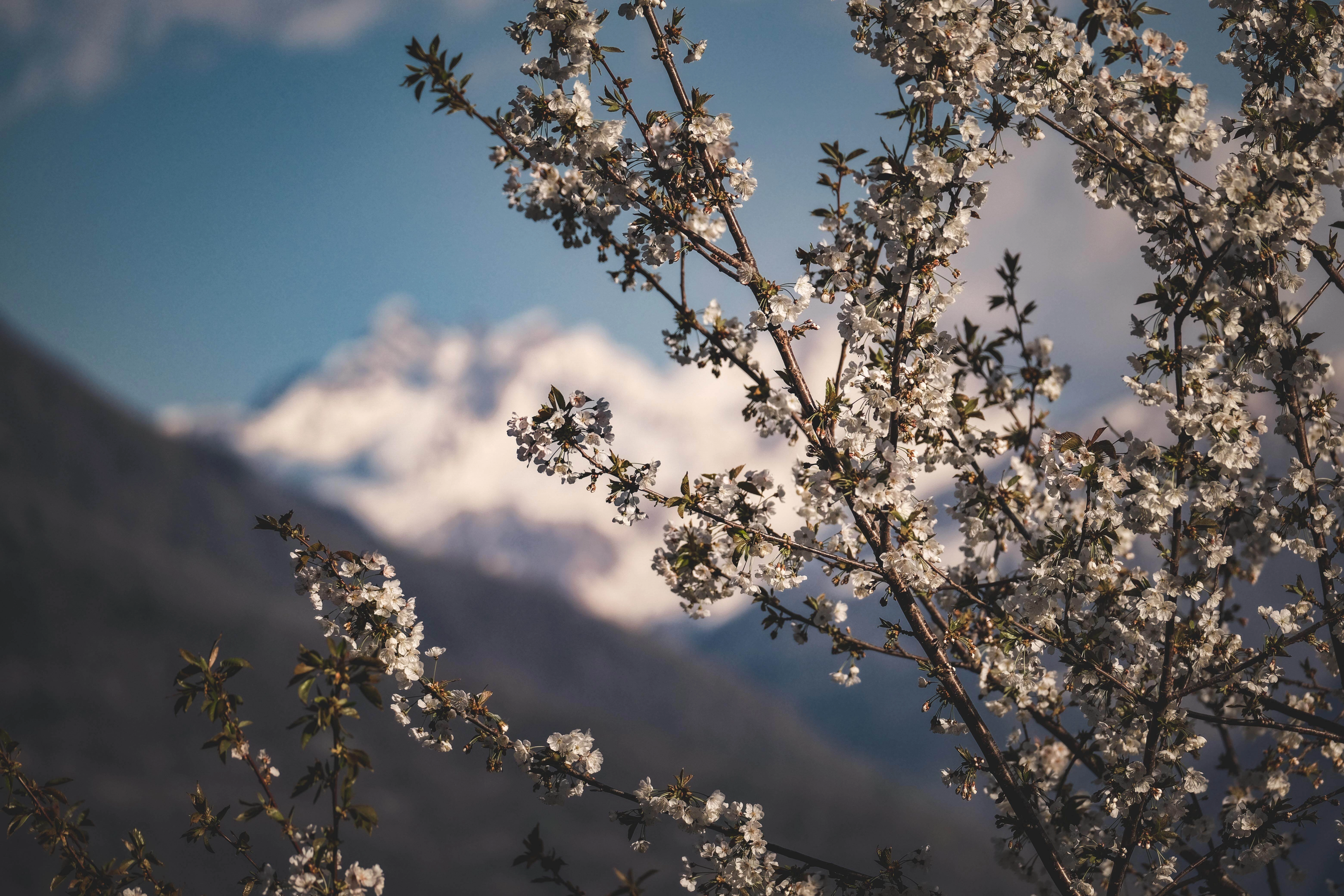Spring